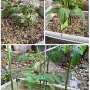 ヒメ日記 2025/05/24 13:08 投稿 有里 人妻デリバリーパコパコママ一宮店