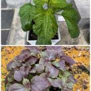 ヒメ日記 2025/05/30 13:21 投稿 有里 人妻デリバリーパコパコママ一宮店