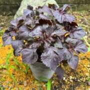 ヒメ日記 2025/06/13 13:25 投稿 有里 人妻デリバリーパコパコママ一宮店