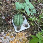 ヒメ日記 2025/07/05 13:31 投稿 有里 人妻デリバリーパコパコママ一宮店