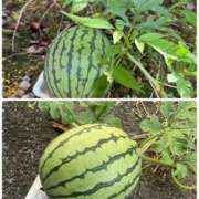 ヒメ日記 2025/07/11 13:11 投稿 有里 人妻デリバリーパコパコママ一宮店