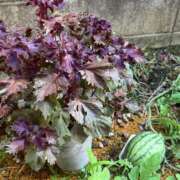 ヒメ日記 2025/07/17 13:01 投稿 有里 人妻デリバリーパコパコママ一宮店