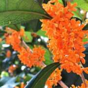 ヒメ日記 2025/10/17 13:02 投稿 有里 人妻デリバリーパコパコママ一宮店