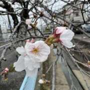 ヒメ日記 2026/03/23 10:49 投稿 有里 人妻デリバリーパコパコママ一宮店