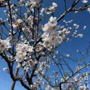 ヒメ日記 2026/03/29 07:49 投稿 有里 人妻デリバリーパコパコママ一宮店