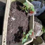 ヒメ日記 2026/04/15 12:41 投稿 有里 人妻デリバリーパコパコママ一宮店