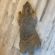 まみ 出勤！ チアガール