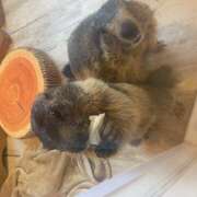 ヒメ日記 2026/04/03 14:02 投稿 まみ チアガール