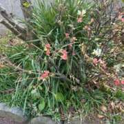 ヒメ日記 2025/02/17 21:02 投稿 あゆ 鶯谷デリヘル倶楽部