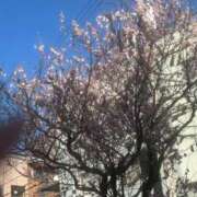 ヒメ日記 2025/03/01 10:56 投稿 あゆ 鶯谷デリヘル倶楽部