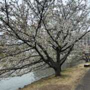 ヒメ日記 2025/04/01 12:42 投稿 あゆ 鶯谷デリヘル倶楽部