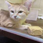 ヒメ日記 2025/04/09 09:22 投稿 あゆ 鶯谷デリヘル倶楽部