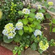 ヒメ日記 2025/05/31 22:42 投稿 あゆ 鶯谷デリヘル倶楽部