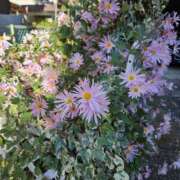 ヒメ日記 2024/12/25 08:30 投稿 安西　ゆうか 昼下がりの情事