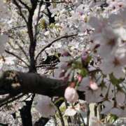 安西　ゆうか クルクル詐欺に 昼下がりの情事