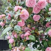 ヒメ日記 2025/04/03 02:52 投稿 春田和佳奈 五十路マダム 浜松店(カサブランカグループ)