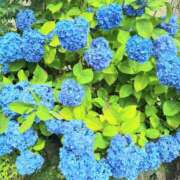 ヒメ日記 2025/06/04 14:04 投稿 春田和佳奈 五十路マダム 浜松店(カサブランカグループ)