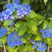 ヒメ日記 2025/06/07 22:00 投稿 春田和佳奈 五十路マダム 浜松店(カサブランカグループ)