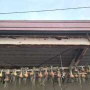 ヒメ日記 2025/06/11 18:48 投稿 春田和佳奈 五十路マダム 浜松店(カサブランカグループ)