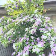 ヒメ日記 2025/06/29 18:04 投稿 春田和佳奈 五十路マダム 浜松店(カサブランカグループ)