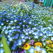 ヒメ日記 2025/07/01 23:34 投稿 春田和佳奈 五十路マダム 浜松店(カサブランカグループ)