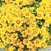 ヒメ日記 2025/07/05 21:42 投稿 春田和佳奈 五十路マダム 浜松店(カサブランカグループ)