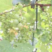 ヒメ日記 2025/07/06 14:48 投稿 春田和佳奈 五十路マダム 浜松店(カサブランカグループ)