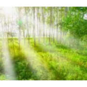 ヒメ日記 2025/06/01 12:41 投稿 ねね YESグループ　華女