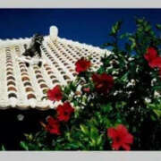 ヒメ日記 2025/06/09 11:31 投稿 ねね YESグループ　華女