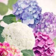 ヒメ日記 2025/06/15 09:46 投稿 ねね YESグループ　華女