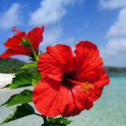 ヒメ日記 2025/08/24 17:37 投稿 ねね YESグループ　華女