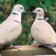 ヒメ日記 2025/11/13 09:12 投稿 ねね YESグループ　華女