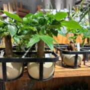 ヒメ日記 2024/12/16 19:05 投稿 春元 熟女の風俗最終章 横浜本店