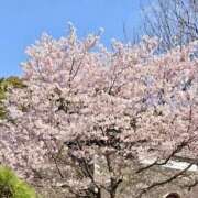 ヒメ日記 2025/04/01 16:08 投稿 春元 熟女の風俗最終章 横浜本店