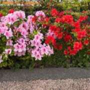 ヒメ日記 2025/04/19 10:08 投稿 春元 熟女の風俗最終章 横浜本店