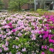 ヒメ日記 2025/04/20 10:45 投稿 春元 熟女の風俗最終章 横浜本店