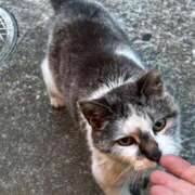 ヒメ日記 2025/06/11 14:38 投稿 春元 熟女の風俗最終章 横浜本店