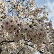 春元 お久しぶりです 熟女の風俗最終章 横浜本店