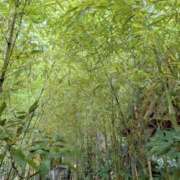 ヒメ日記 2025/08/13 08:13 投稿 沙也加 池袋角海老