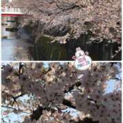 青田 にゃっす（╹◡╹） 池袋角海老