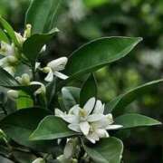 ヒメ日記 2025/09/04 09:26 投稿 三井 池袋角海老