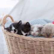 ヒメ日記 2025/11/16 06:13 投稿 三井 池袋角海老