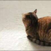 ヒメ日記 2025/12/07 06:13 投稿 三井 池袋角海老