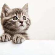 三井 フリフリすれば何度もね 池袋角海老