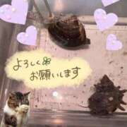 ヒメ日記 2026/05/03 06:13 投稿 三井 池袋角海老