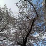 ひより おしらせ 池袋角海老