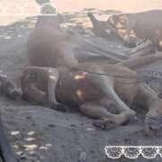 ヒメ日記 2025/06/22 19:13 投稿 かおり 池袋角海老