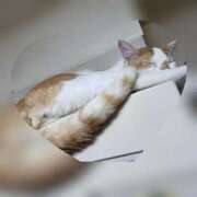 ヒメ日記 2026/02/03 12:13 投稿 かおり 池袋角海老