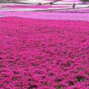 ヒメ日記 2026/04/15 09:23 投稿 高岡 池袋角海老