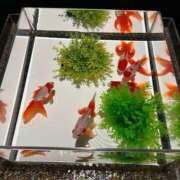 ヒメ日記 2025/07/30 20:43 投稿 由奈（ゆな） 池袋角海老